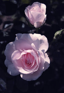 Pink rose von Lina Shidlovskaya