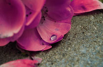 Pink rose petals by Lina Shidlovskaya