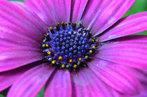  Kapkörbchen Kapringelblume Dimorphotheca by Thomas Brandt