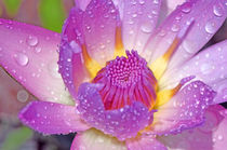 Seerose Nymphaeaceae by Thomas Brandt