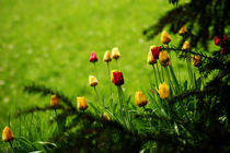 Tulips - A taste of spring by orisitsphotography