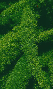 Asparagus meyeri (Foxtail Fern) von Lina Shidlovskaya