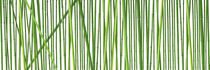 Bambus Stangen - Bamboo