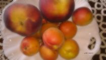 Aprikosen Pfirsiche 2 von badauarts
