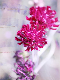 Pink Beauties von syoung-photography