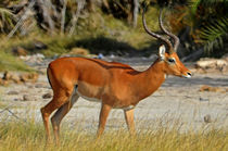 Lone Antelope von Pravine Chester