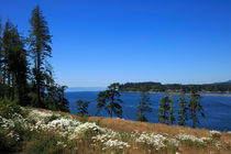 Tall Pines and Daisies by Louise Heusinkveld