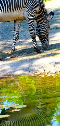 ZEBRA by Ivonne Wentzler