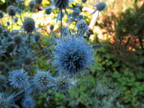 Distel blau von badauarts