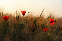 Mohn im Abendlicht by Wolfgang Dufner