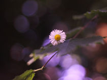 Daisy Dream von syoung-photography