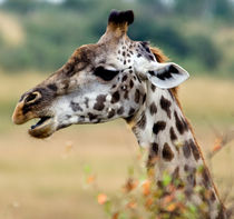 Portrait of a Giraffe by Pravine Chester