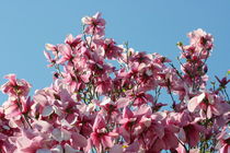 Magnolienbaum   by hadot