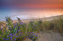 Purple flowers at the sea by Guido Montañes