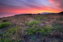  flowers at the sea von Guido Montañes