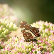 What a wonderful world by Photo-Art Gabi Lahl