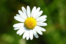 Margeriten  Daisies (Leucanthemum vulgare) by hadot