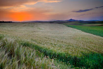 cereal fields von Guido Montañes