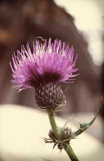 Thistle and little fly von Lina Shidlovskaya