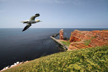 Helgoland by photoart-hartmann