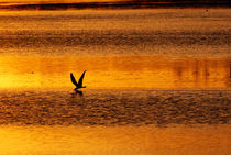 Black Skimmer (Rynchops niger) von Eye in Hand Gallery