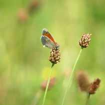 Sommerbrise von Photo-Art Gabi Lahl