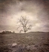 tree under the rain von Guido Montañes