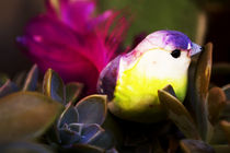 Bird and Nature von Nelson Jaramillo Vasquez