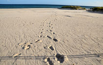 Deine Spuren im Sand von Thomas Brandt