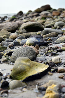 Ostseestrand von Thomas Brandt