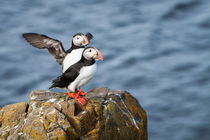 Papageientaucher in den Ostfjorden Islands by Anne-Barbara Bernhard