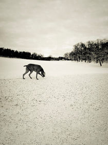 Sniffing in the snow von Lars Hallstrom