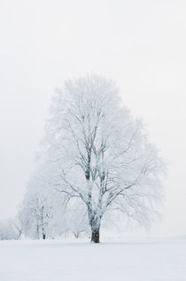 Winter stillness by Lars Hallstrom