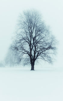 Winter in Sweden von Lars Hallstrom