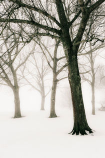 A foggy winter's day by Lars Hallstrom