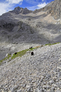 in den Alpen von jaybe