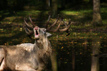 Hirsch in der Brunft von Wolfgang Dufner