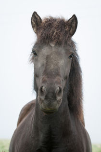 kleiner Freund by Anne-Barbara Bernhard