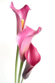 Calla-Trio von Kerstin Runge