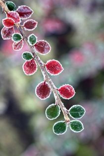 Red & green von sylbe