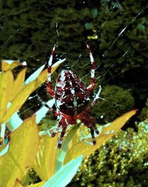 Spinne im Netz 2 von badauarts