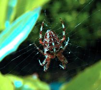 Spinne im Netz 1 by badauarts