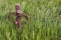 Barbed Wire by Louise Heusinkveld