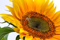 Sunflower von Louise Heusinkveld