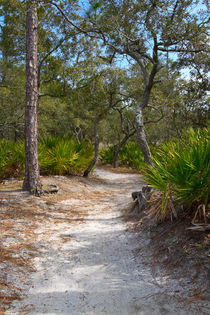 The Sandy Path by Louise Heusinkveld