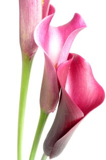 Calla by Kerstin Runge