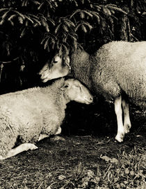 Affectionate sheep von Lars Hallstrom