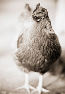 Adult female bird von Lars Hallstrom