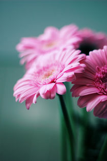 Pink Gerbera Dream °2 von syoung-photography