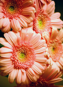 Golden Gerbera by syoung-photography